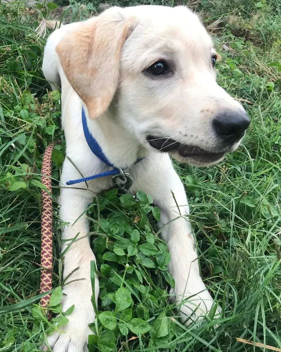 Aalloo as a puppy, lying in the grass on a lead