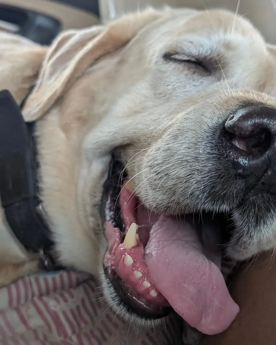 Aalloo fast asleep, tongue out